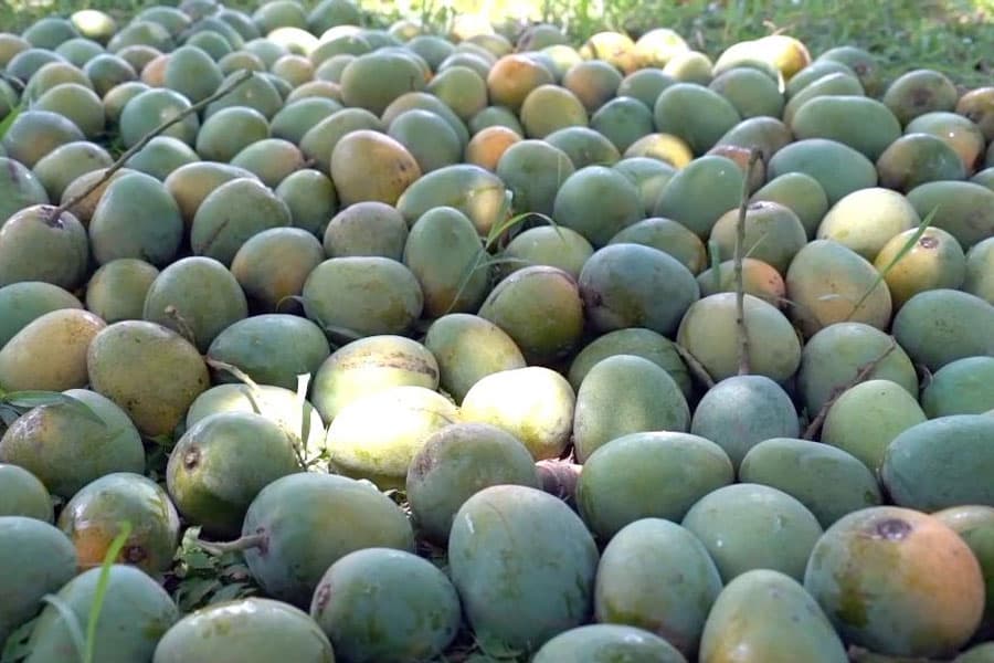 Bangladeshi mangoes approved for export to China: Embassy