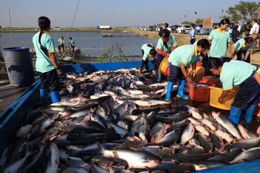 Myanmar exports over 87,800 tonnes of fish in April-July
