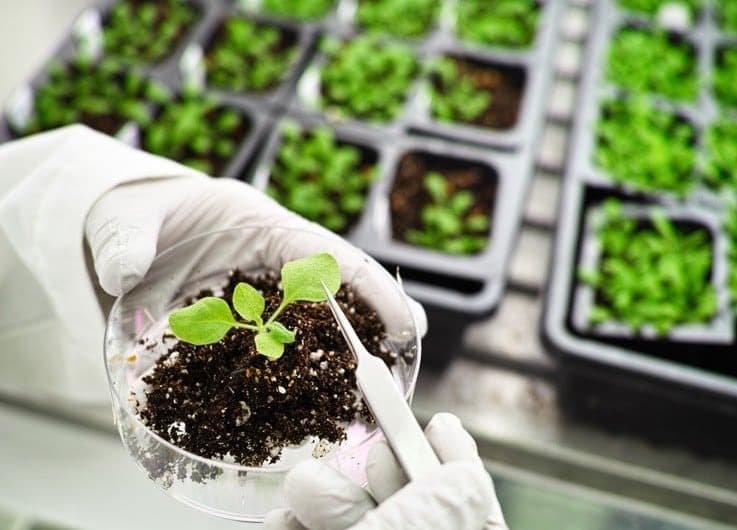 Biotechnology and agricultural productivity