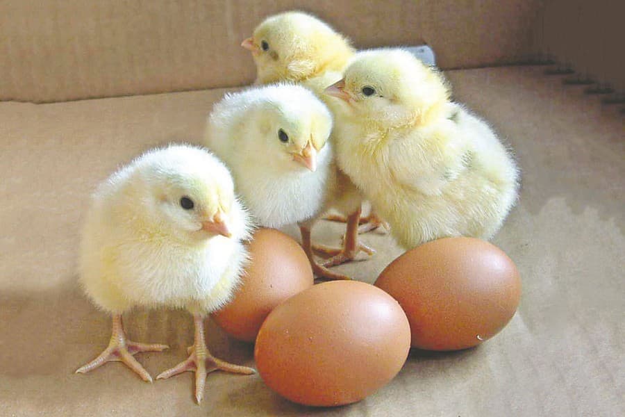 Big cos ripping off poultry farmers, consumers with profiteering