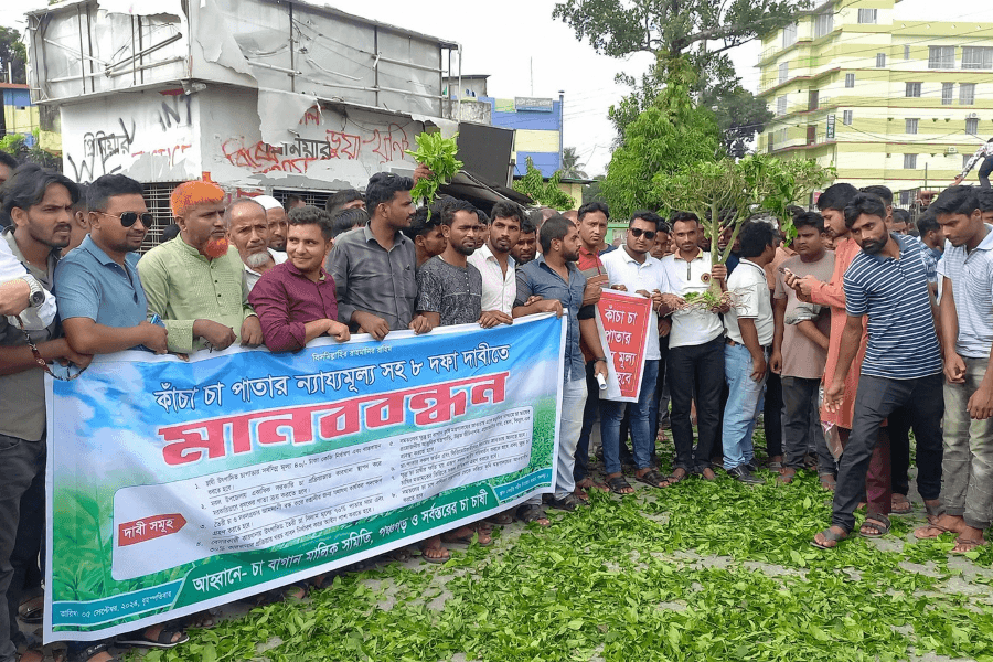 পঞ্চগড়ে চা পাতার ন্যায্য মূল্যের দাবিতে বিক্ষোভ ও মানববন্ধন