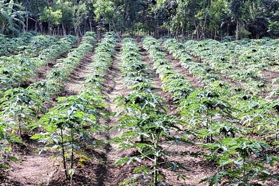 Red lady papaya farming gets popular in Gopalganj