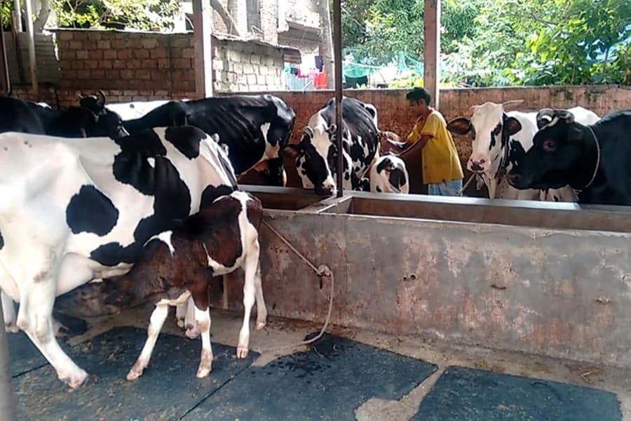 Increasing local production of livestock vaccines