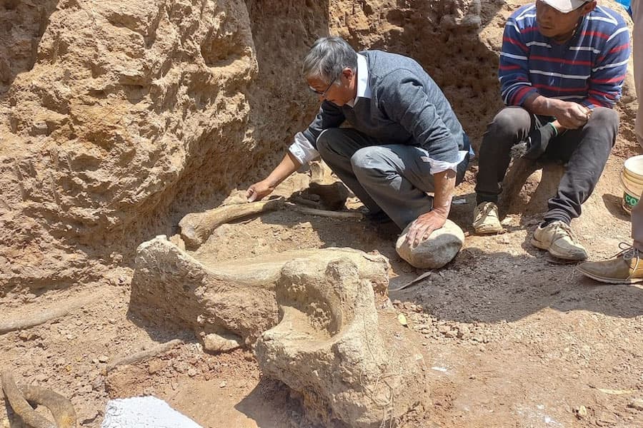 Researchers uncover remains of Ice Age mastodons in Peru