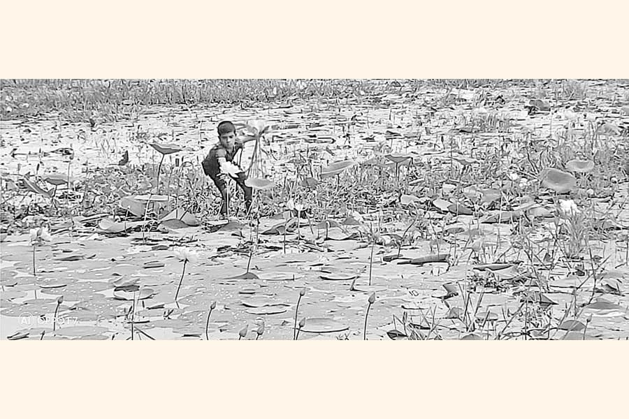 Betanir Padma Beel in Rangpur possesses a bewitching beauty