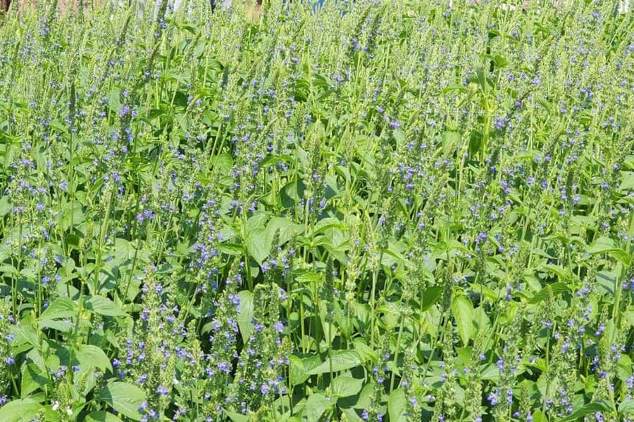 Chia seeds farming shows promise in Bagha