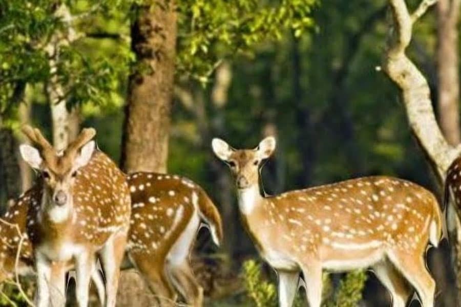 Tk 36.1m revenue earned from Sundarbans tourism in 2023-24FY