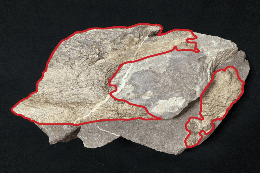 Hong Kong discovers dinosaur fossils for the first time