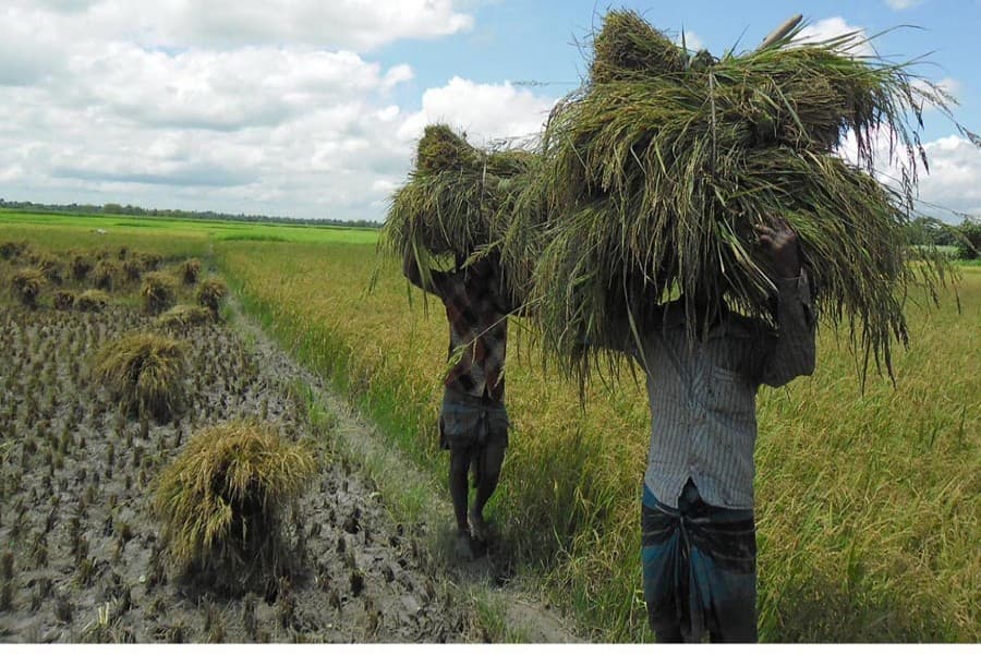 Gaibandha farmers fear low Aman yield