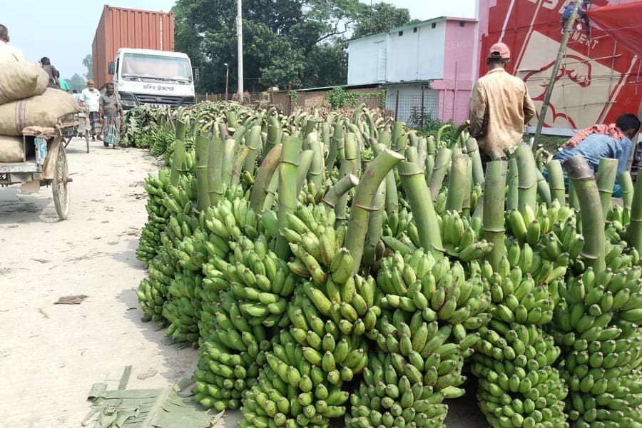 Banana cultivation on increase in Gaibandha