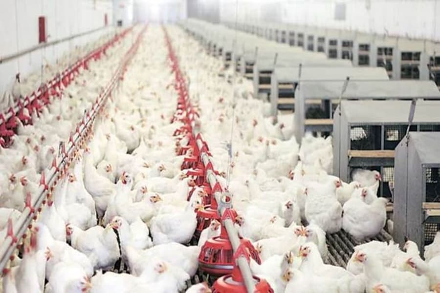 Push for increased investment in poultry sector to meet growing protein demand