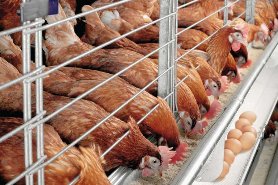 Protecting marginal poultry farms