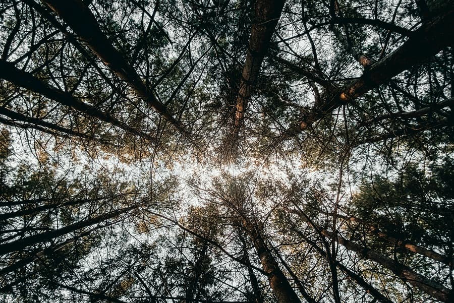 Make trees great and glorious again: The REDD+ plan to save the world