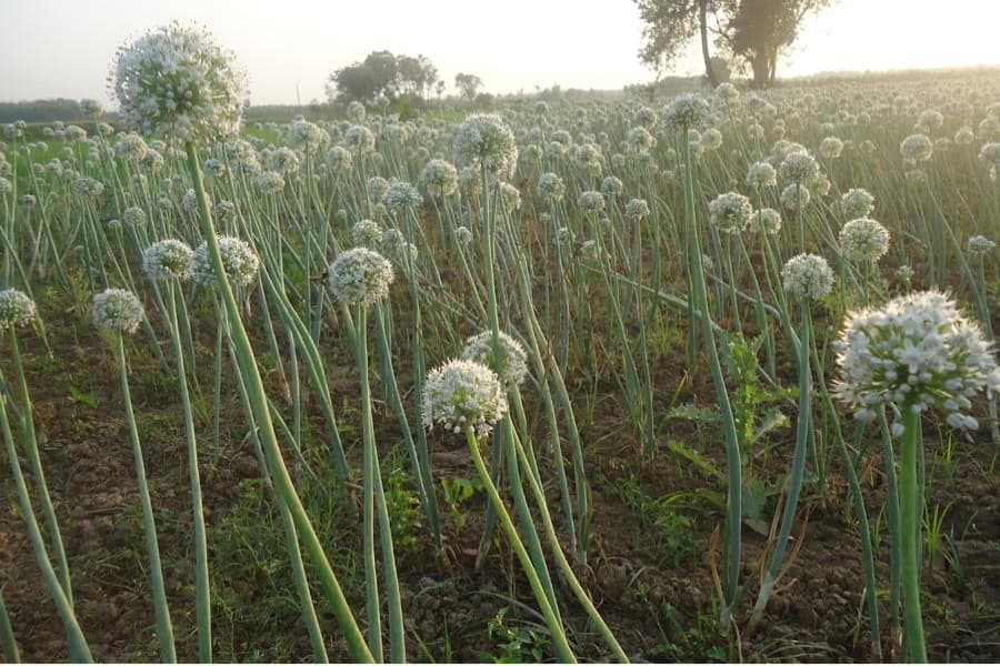 16,000 farmers get fresh onion seeds from BADC
