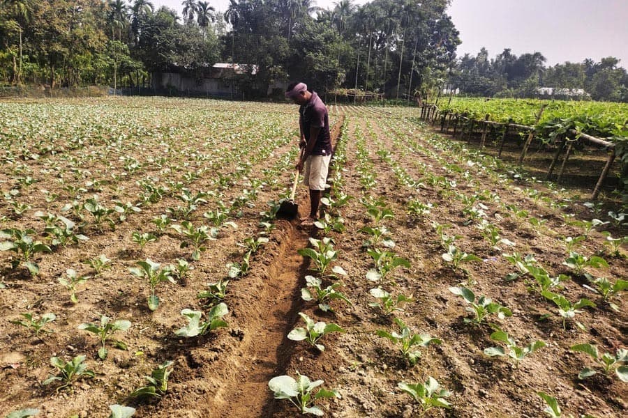 Bumper harvest, but farmers face loss