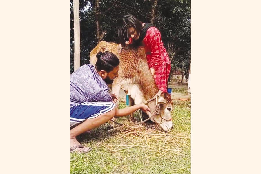 Managing livestock farming business by working professionals