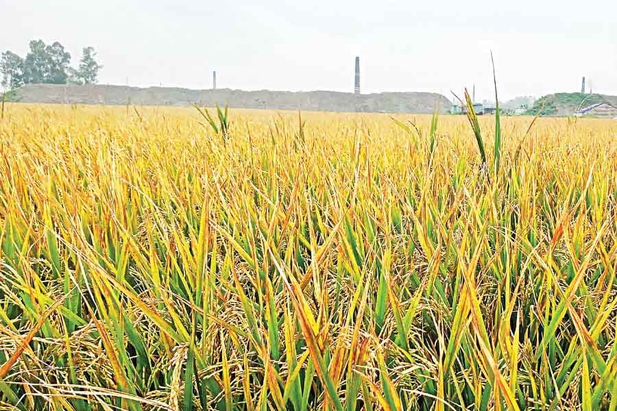 Boro cultivated in saline area of Barguna for the first time