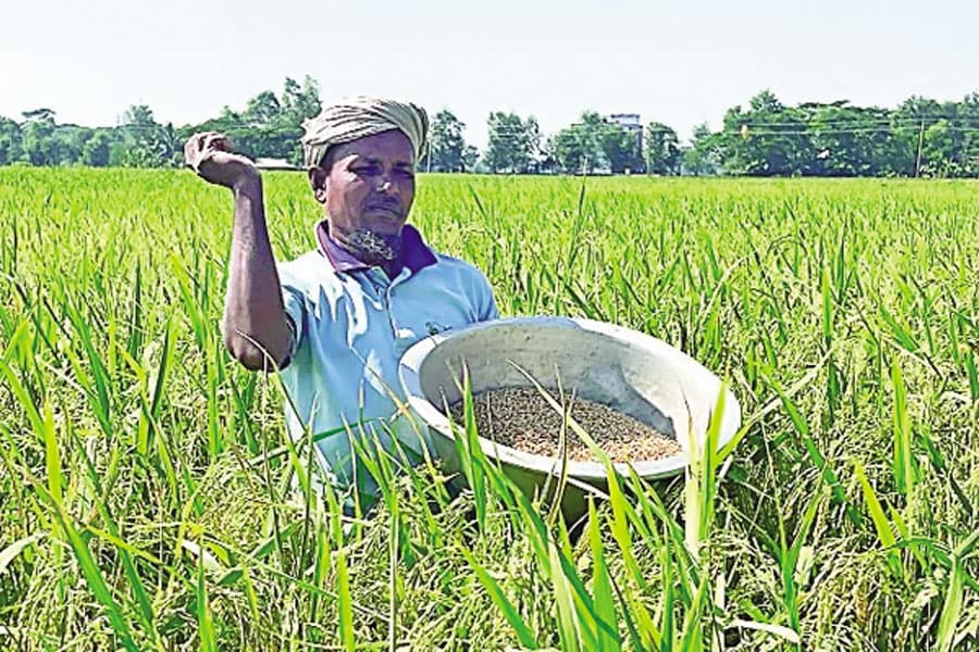 Relay cropping answer to coastal farming