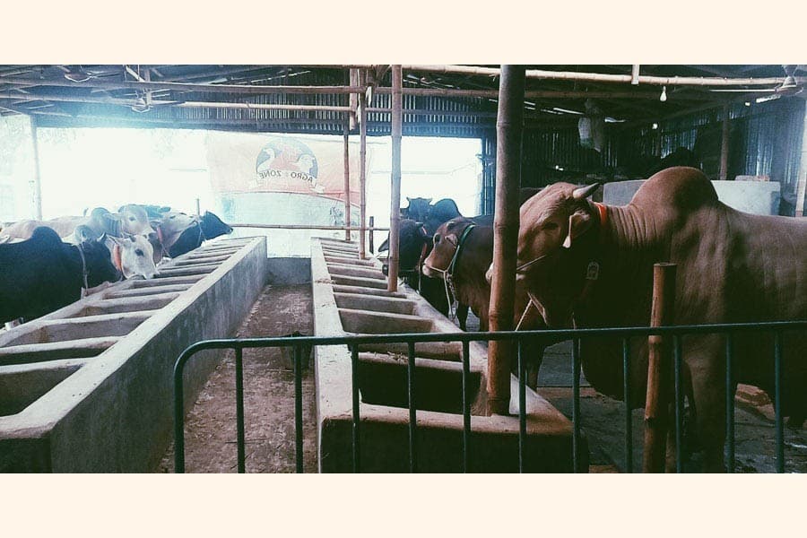 Fodder crisis hits cattle farming in Chandpur