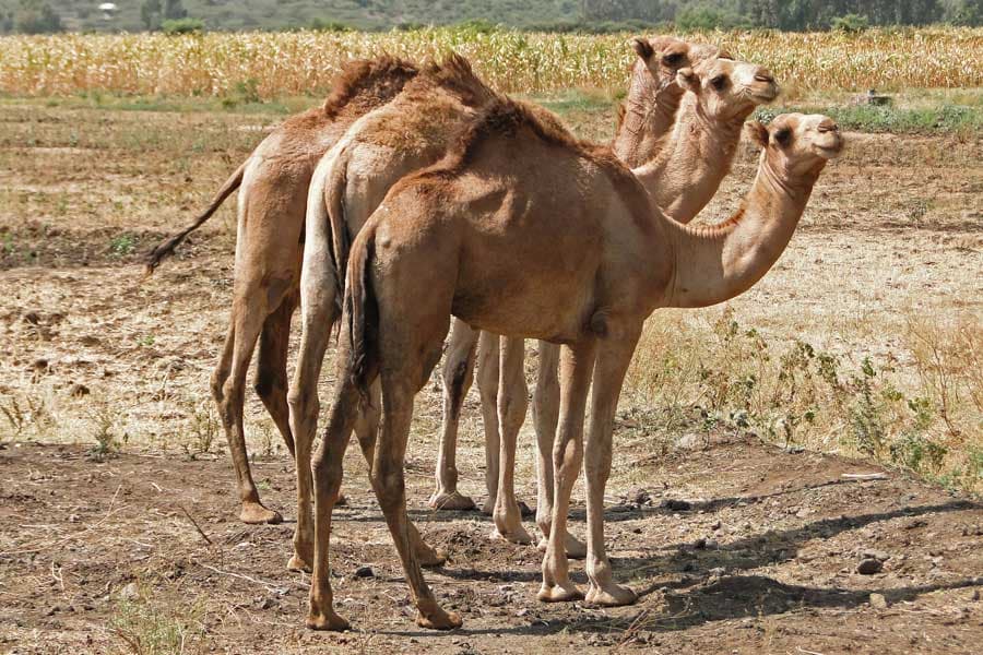 Traders seek to import camel meat amid demand