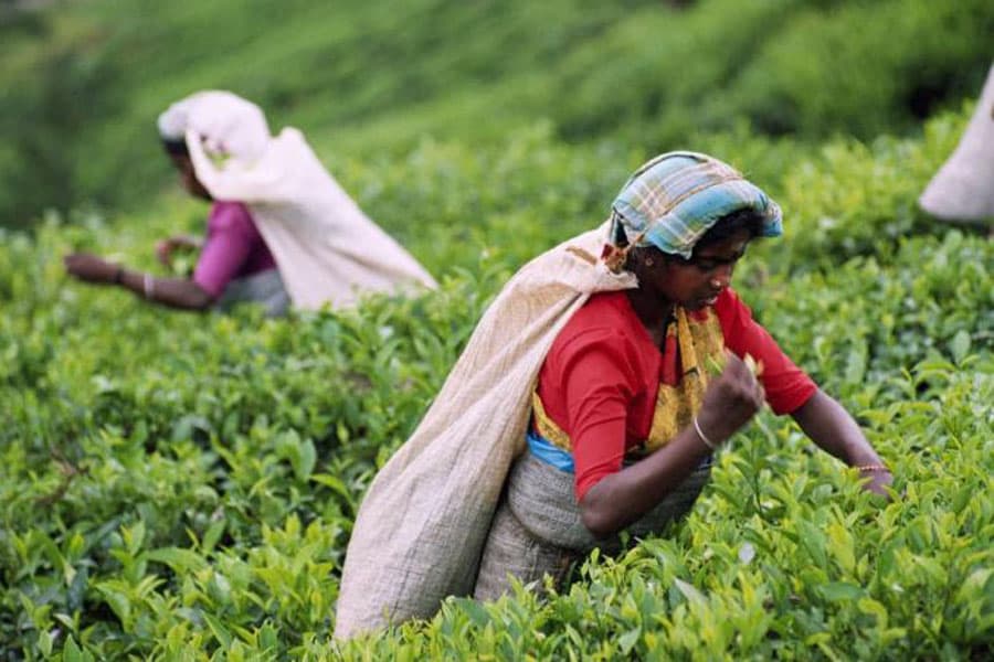 Sri Lankan tea exports revenue reach $1.43b in 2024