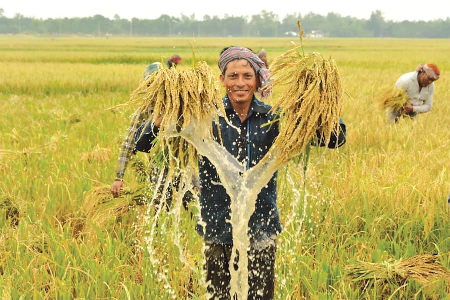 Low-output, high-cost spiral of rice & wheat