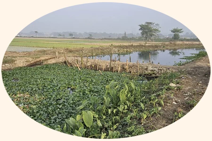 Boro farming hit hard due to dry canal in Moulvibazar