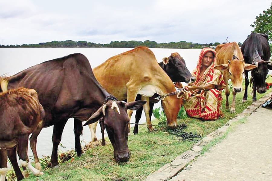 Denmark, BD to combat antimicrobial resistance