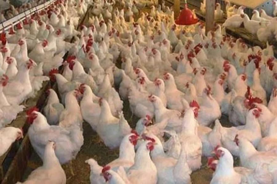 The previous government caused inflation, but blamed the poultry industry