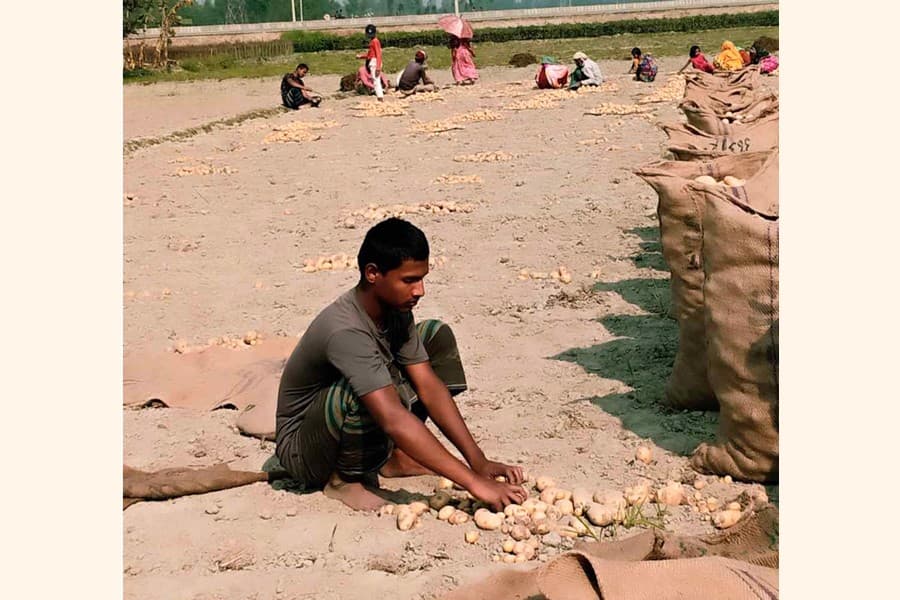 Farmers dispirited by potato price plunge in Rangpur div