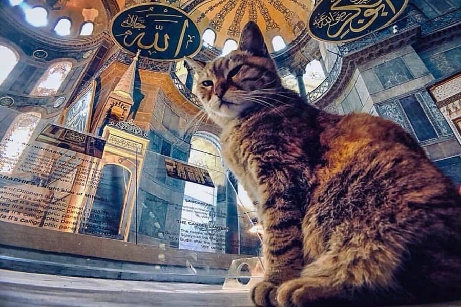 Istanbul and it's cats: The 'kitty capital' of the world
