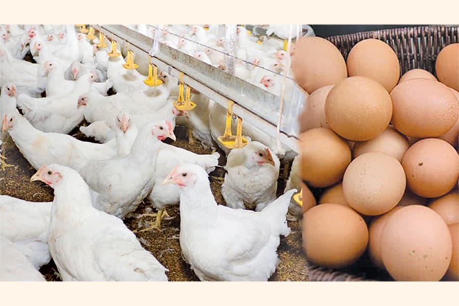 BPICC proposes six measures to help small poultry farmers
