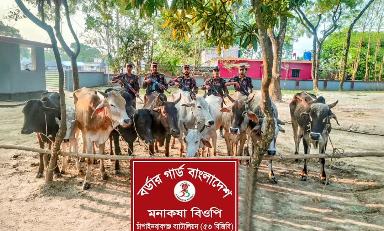 BGB seized 10 Indian cattle along C’nawabganj border