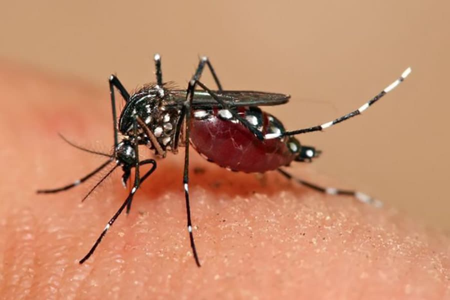 Two die of dengue fever in 24 hours