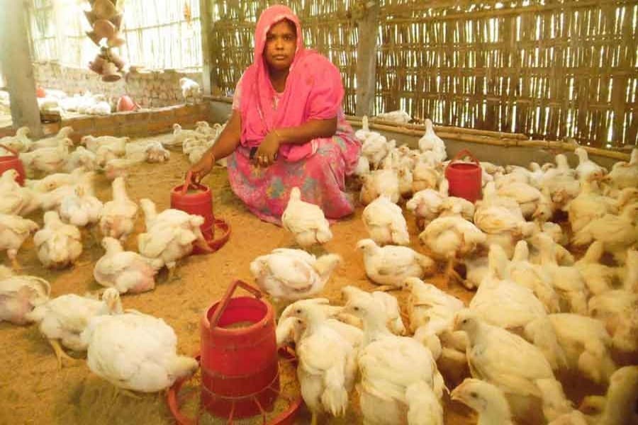 Poultry association threatens to halt chicken, egg production from May