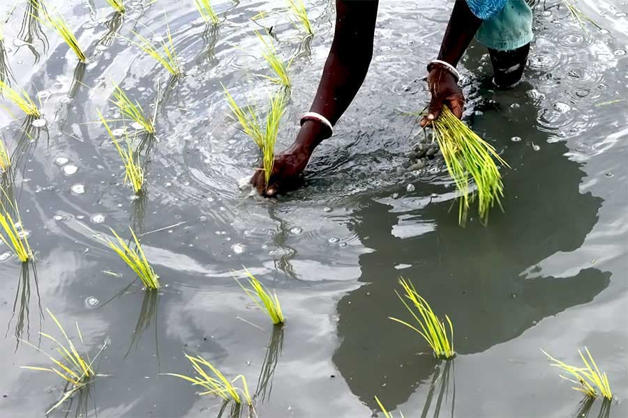 Agri loan disbursement drops 6.78pc in Jul-Mar