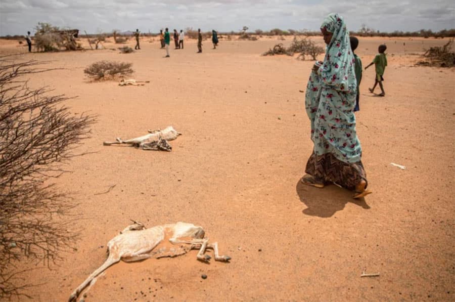 Somalia secures $10.5m to tackle drought, prevent famine