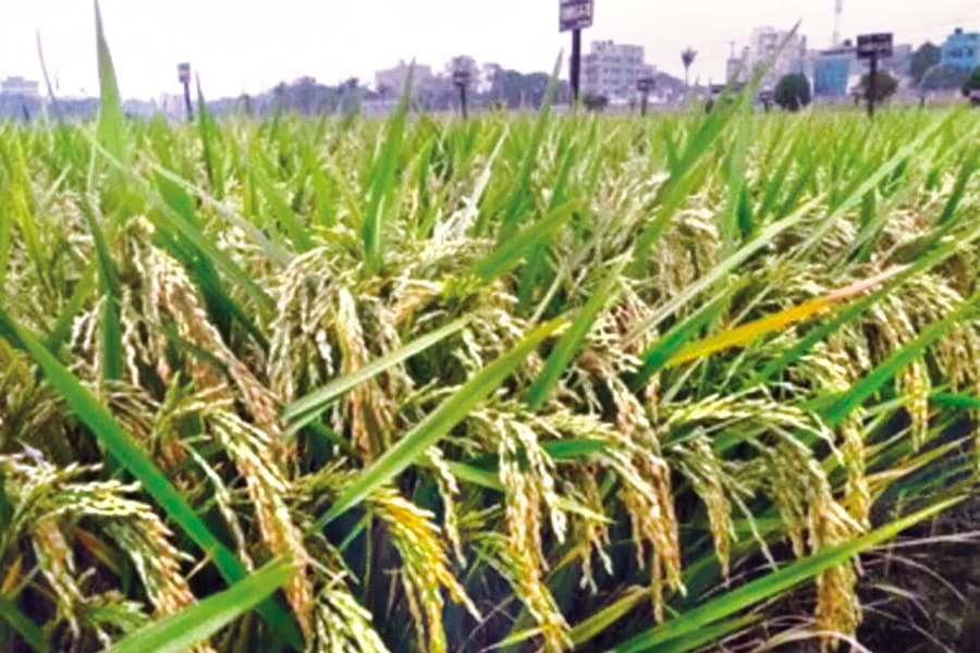 Govt's Boro procurement slows despite 9.0pc rate hike