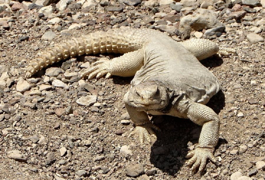 Why Sanda, a spiny-tailed Lizard, is the online hot topic
