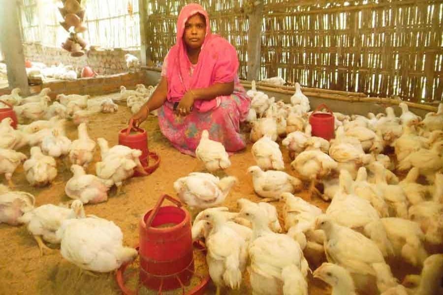 Protecting marginal chicken farmers