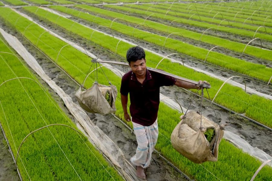 Youth in agriculture