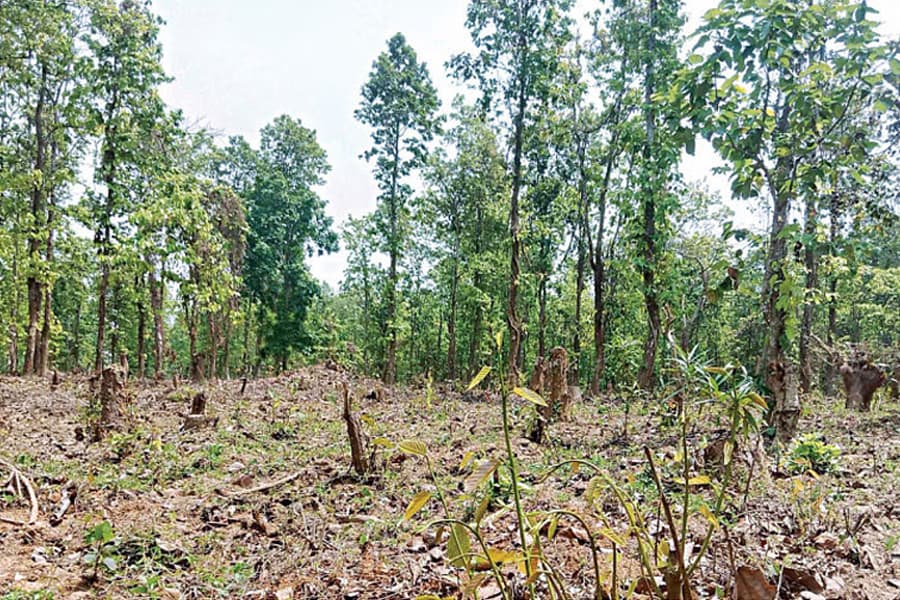Saving the Modhupur Forest a race against time