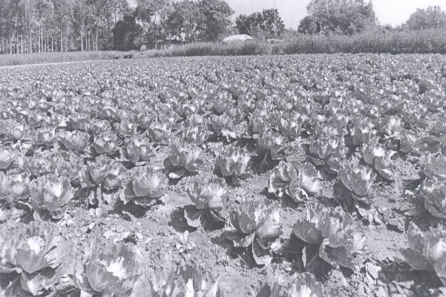 Cultivation of off-season cabbage, bean on the rise in Bogra