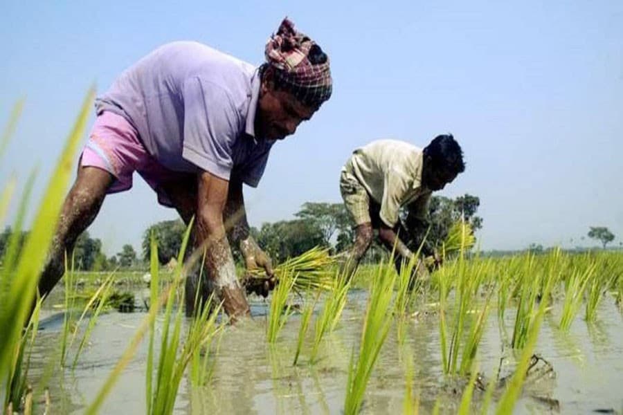 Paddy farming facing setback in Rangpur flood-hit areas