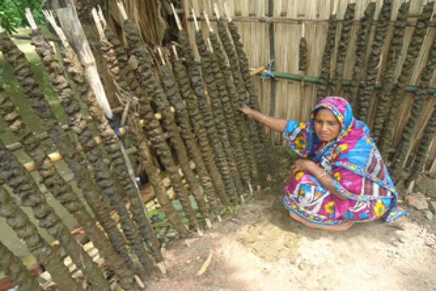 Use of cattle manure as fuel  on the rise in Magura