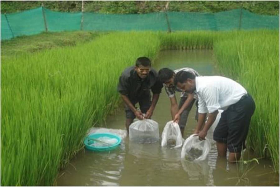 Fish farming in paddy field gaining  popularity in Kotalipara
