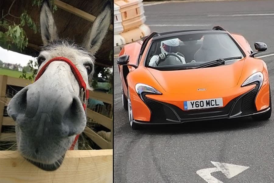 Carrot-coloured sports car tempts Vitus the donkey