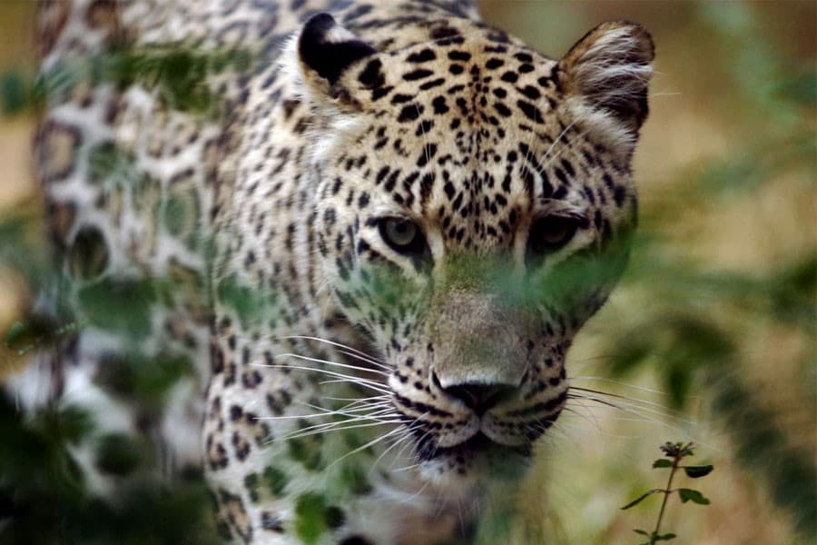 Leopard that shut down India Suzuki factory is caught