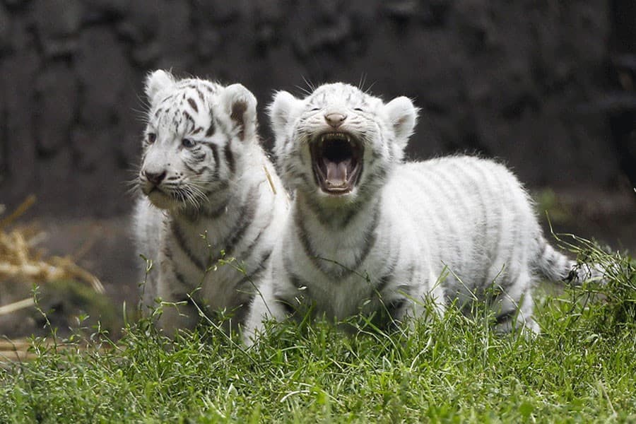 Two white tiger cubs kill keeper at India national park