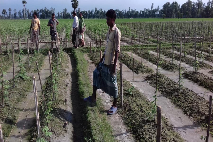 Kurigram farmers start cultivating winter veg on vast tract of land